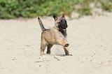 MALINOIS 392